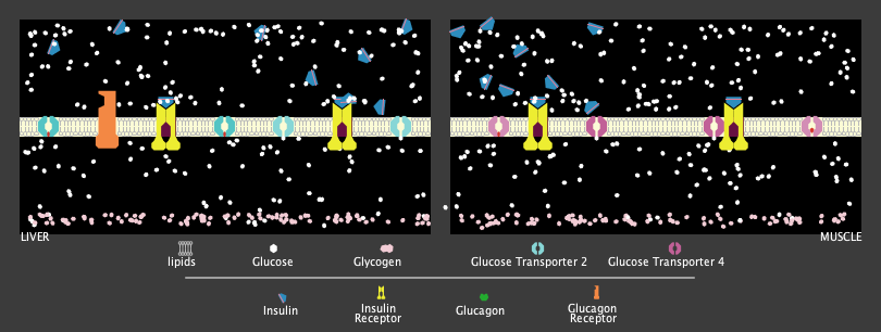 Blood sugar regulation by the liver and muscle preview image