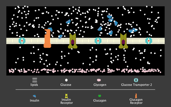 Blood sugar regulation by the liver preview image